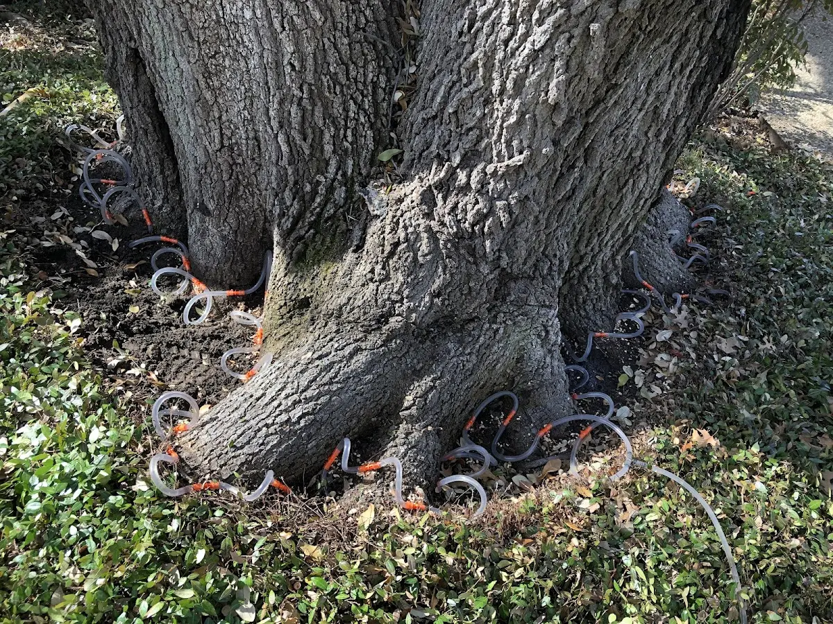 Detailed Tree Cabling and Bracing job site in Floweree