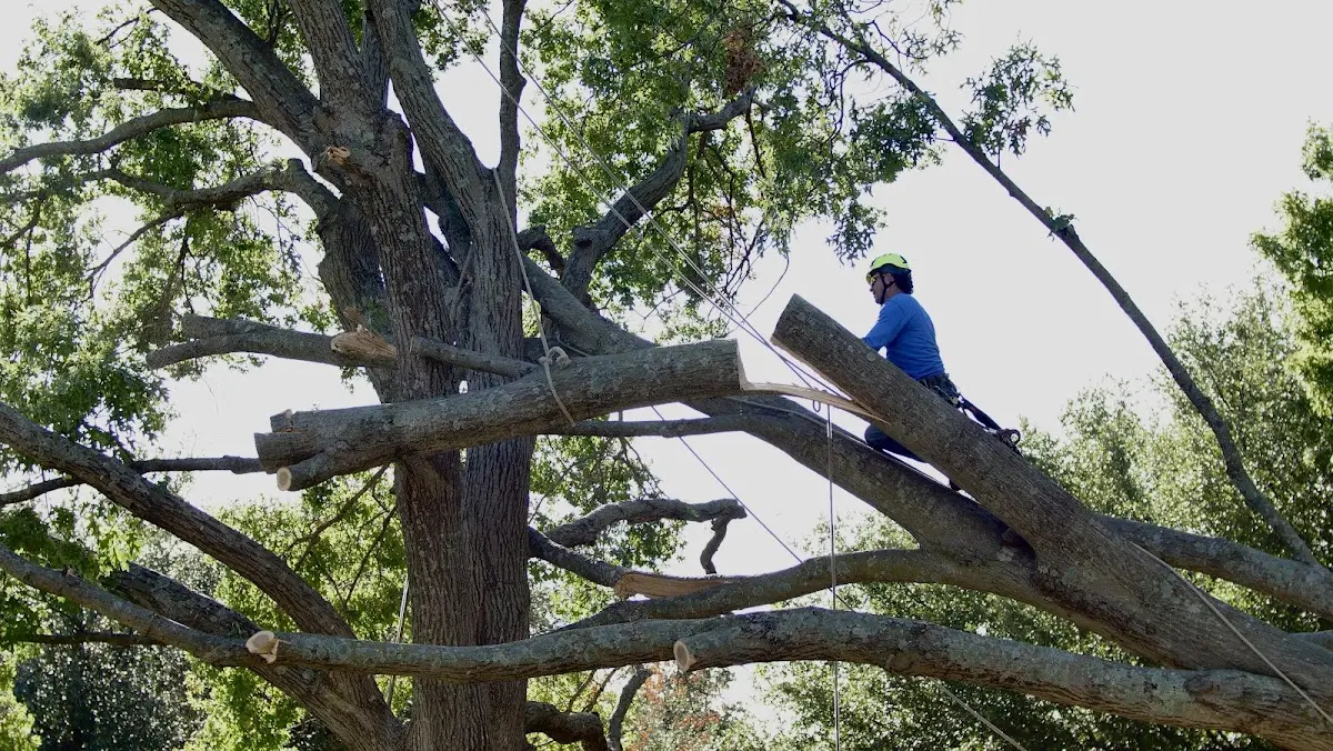 Professional Crown Thinning performed by certified arborists in Floweree