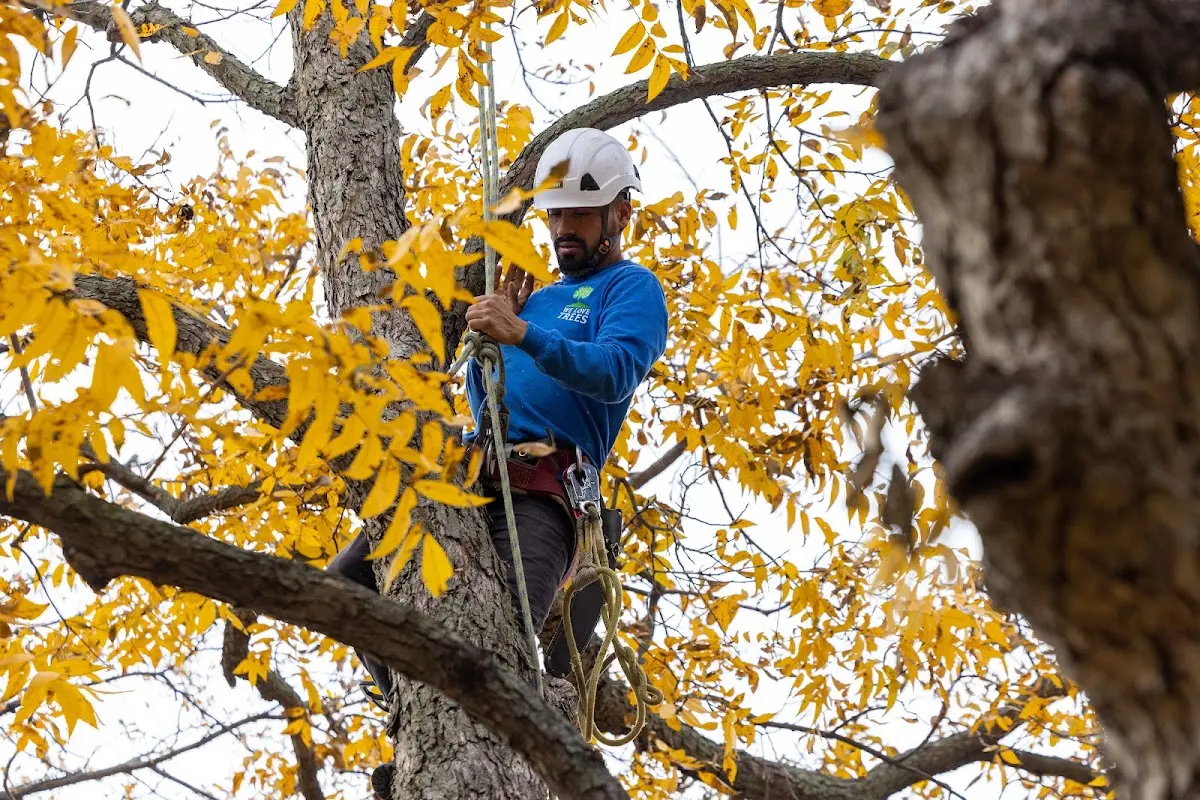 Skilled Emergency Tree Service crew working in Floweree
